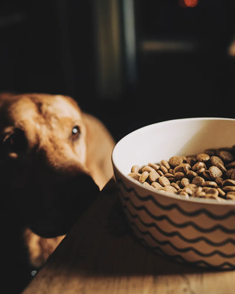 Bamboo Pet Bowl in Ocean Waves