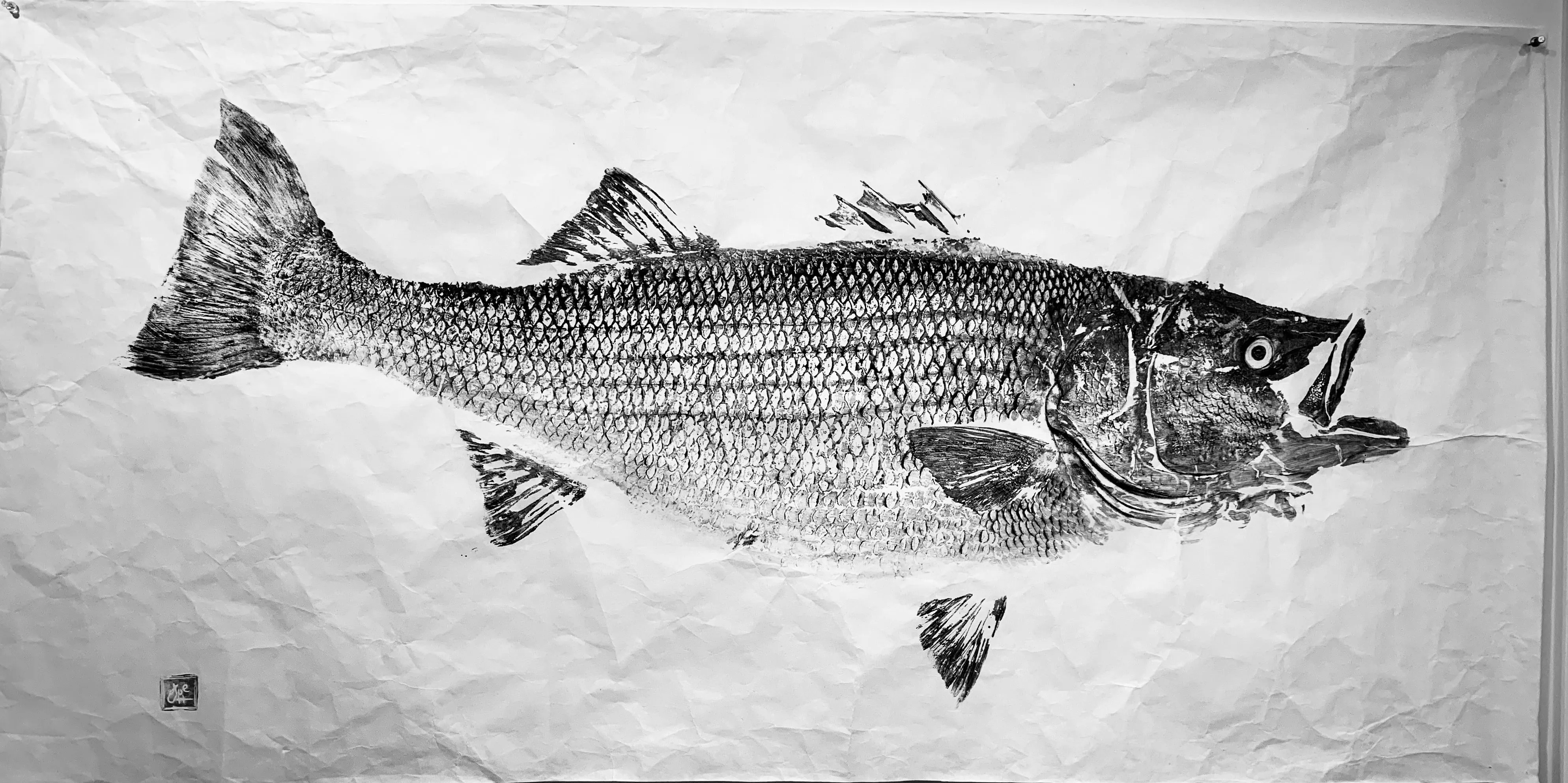 Original 45  pound striped bass- Gloucester