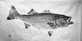 Original 45  pound striped bass- Gloucester