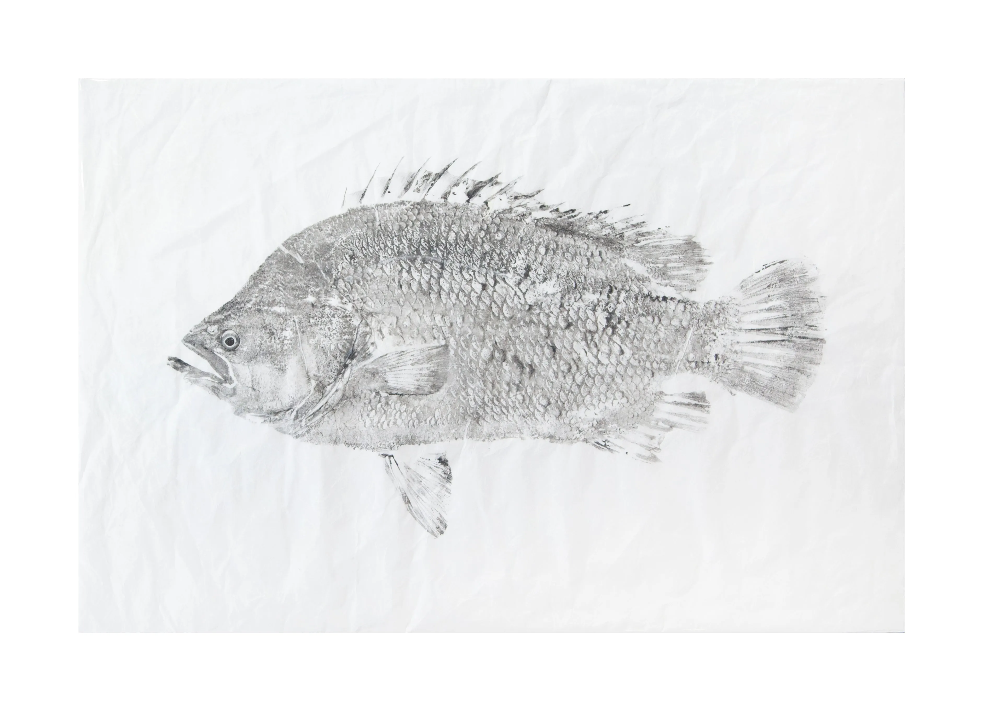 Tripletail  Original Print - unframed